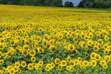 北竜のひまわり畑