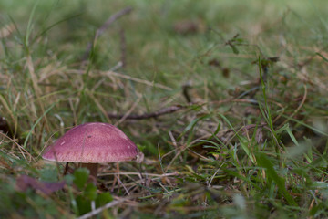 Mushroom