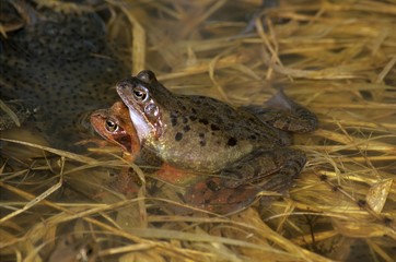 Common Frog or European Common Frog (Rana temporaria), Ranidae family, spawning couple