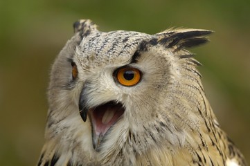 Naklejka premium Eagle Owl (bubo bubo) portrait in winter plumage