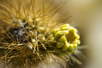 Spikes