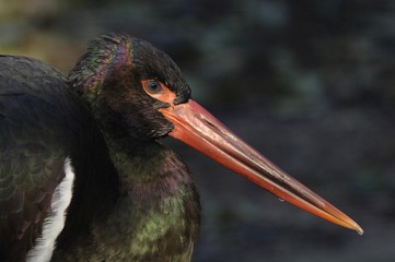 Black Stork (Ciconia nigra) portrait