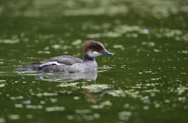 Smew (Mergellus albellus), female, Stuttgart, Baden-Wuerttemberg, Germany, Europe