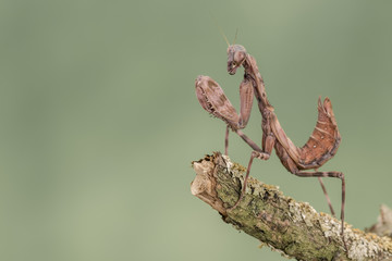 Indonesian Double Shield Mantis, isolated against a muted green background. pnigomantis medioconstricta