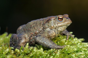 European common toad (Bufo bufo)