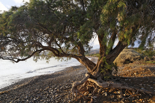 Old tamarisk (Tamarix africana) at Kouremenos beach near Palekastro, eastern Crete, Greece, Europe