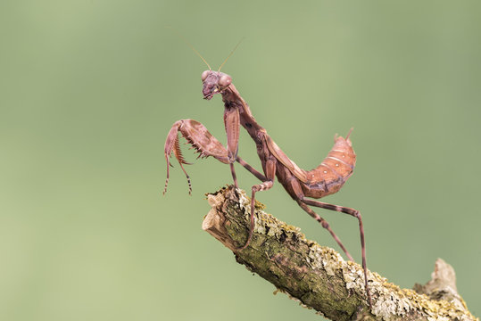 Indonesian Double Shield Mantis, isolated against a muted green background. pnigomantis medioconstricta