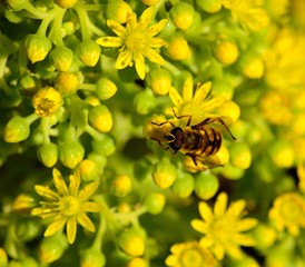 Bee amidst the small flowers of aeonium