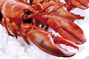 Cooked red lobster on crushed ice
