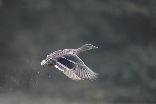 Female Mallard (Anas plathyrynchos) in flight