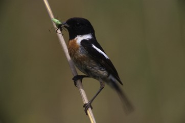 Naklejka premium African Stonechat (Saxicola torquata), male with food for young