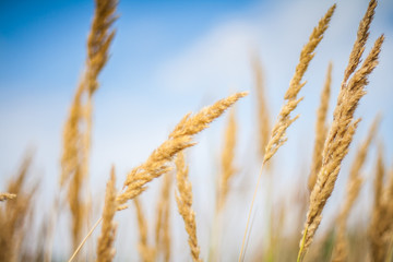 Nature meadow, relaxing colors and natural background