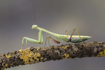 Giant Asian Mantis, isolated against a muted brown background. Hierodula Membranacea