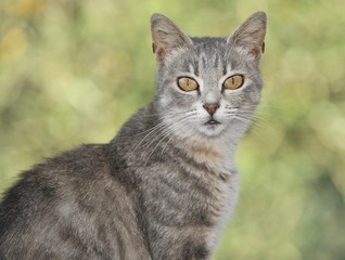 Naklejka na ściany i meble Young grey-tigered cat, portrait
