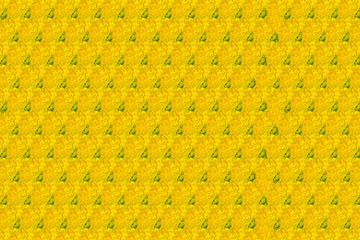 Thai beautiful yellow marigold. Pattern texture background.