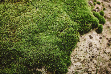 green moss background texture beautiful in nature