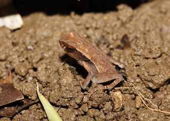 Small frog Costa Rica