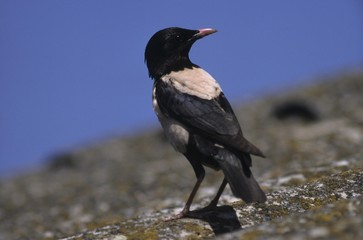Rosy Starling or Rose-coloured Starling (Sturnus roseus) on the Puszta (steppe) at Hortobagy, Hungary, Europe
