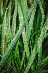 Close up of fresh thick grass with dew drops in the early morning