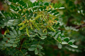 Branches of carob tree with small green fruits