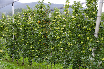 Fototapeta na wymiar plantation with Golden Delicious apples