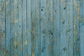 Fototapeta premium Vintage wood background with blue peeling paint.