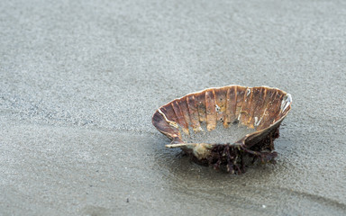 Concha marina abandonada en la arena humeda