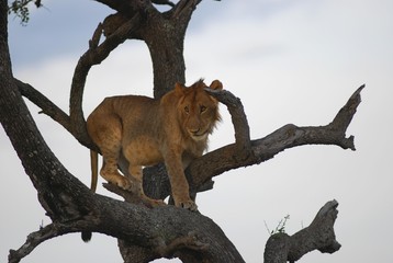 Lion (Panthera leo) sitting in tree, Masai Mara National Reserve, Kenya, Africa