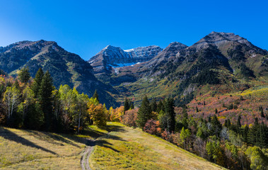 Fototapeta premium Fall Trees in Northern Utah Mountains