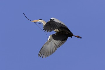 Flying grey heron with a branch in the beak for building a nest - gray heron with nesting material - european common heron (Ardea cinerea)
