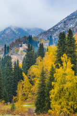 Deciduous forest in the autumn in the mountains, Kazakhstan, Almaty, Medeo