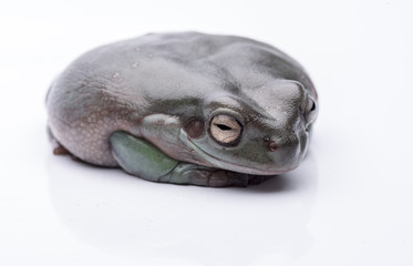 A big, fat Australian Tree Frog, sitting on the ground. Isolated against a pure white background. Focus on the eyes. Room for copy