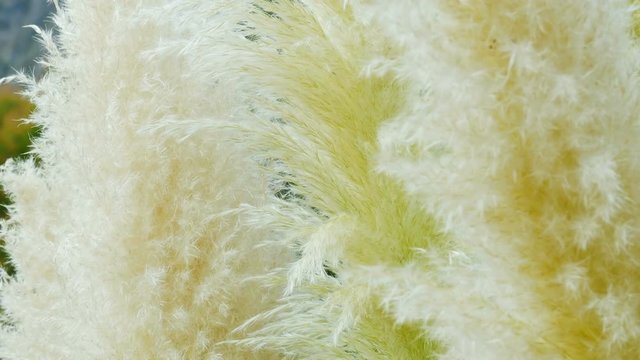 macro as the plant cane blossomed in the feathers