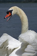 Obraz premium Mute swan - portrait (Cygnus olor)