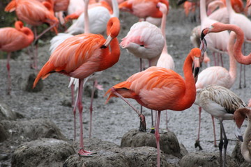 Fototapeta na wymiar Flamingos