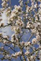 Blossoming almond tree (Prunus dulcis, Prunus amygdalus) near Binissalem, Majorca, Balearic Islands, Spain, Europe