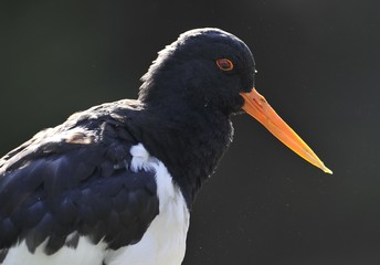 Eurasian Oystercatcher (Haematopus ostralegus)