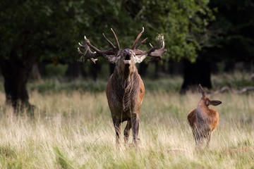 Belling red stag during the rut with hind - red deer in heat - male and female (Cervus elaphus)