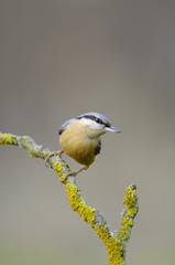 Eurasian Nuthatch (Sitta europaea)