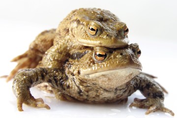 Two toads (Anura), female carrying male