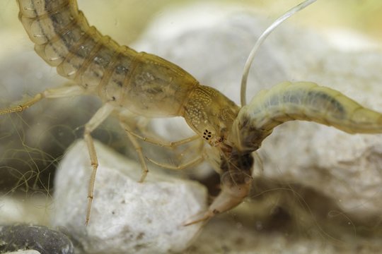 Larva of great diving beetle, Dytiscus marginalis, Dytiscidae, Germany, Europe