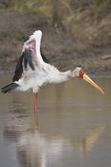 Yellow-billed Stork Mycteria ibis), Masai Mara National Park, Kenya, East Africa, Africa