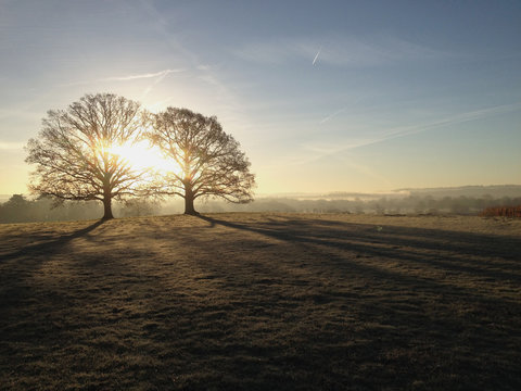 Sunset through two trees in a frosty field