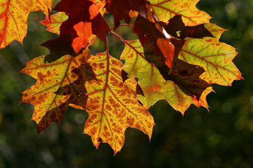 American red oak - leaves in autumn colours - colourful foliage (Quercus rubra)