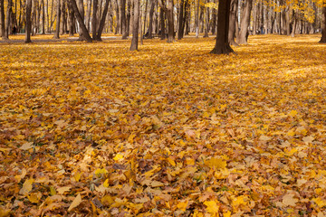 Autumn Yellow Trees Sky Blue