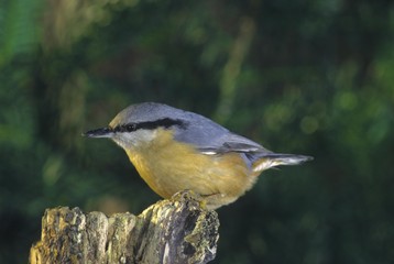Eurasian Nuthatch (Sitta europaea) at feeding ground
