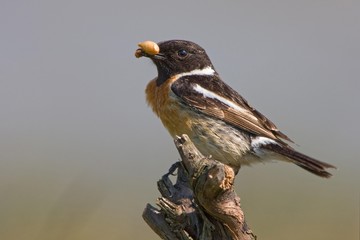 African Stonechat (Saxicola torquata) with prey