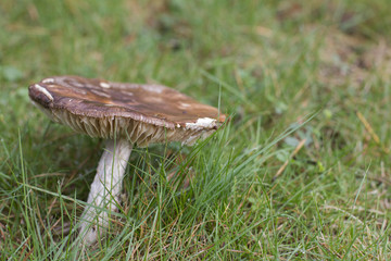 Mushroom