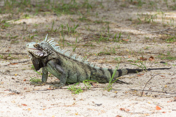 Profile of a green iguana on the beach of Magens bay St. Thomas