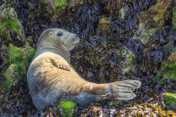 Young Seal lying on its back at the side of a cliff